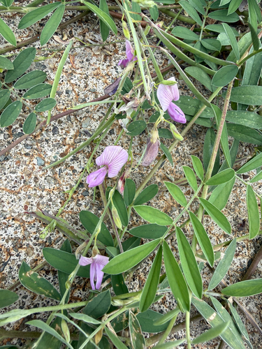 ashen hoarypea