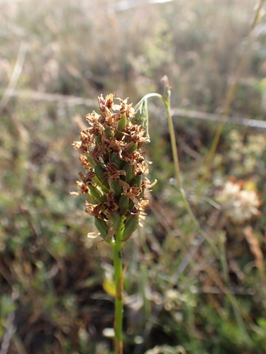 pyramidal orchid