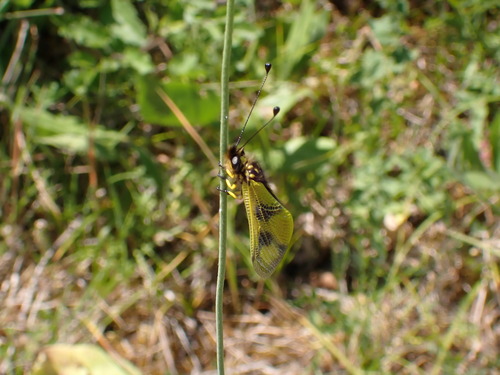 Libelloides macaronius