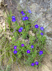 Glandora prostrata