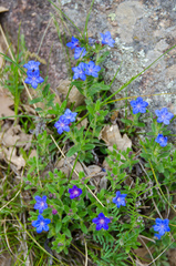 Glandora prostrata