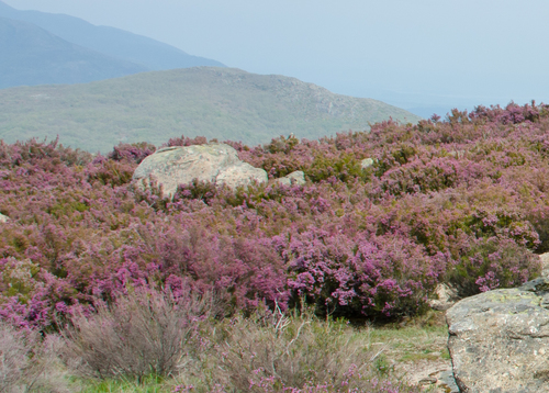 Spanish heath