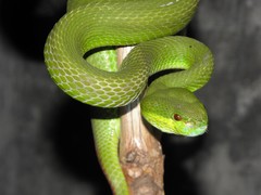 Trimeresurus insularis