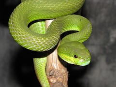 Trimeresurus insularis