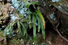 Haplopteris anguste-elongata