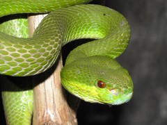 Trimeresurus insularis