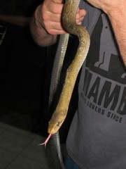 Coelognathus flavolineatus