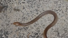 Naja sputatrix