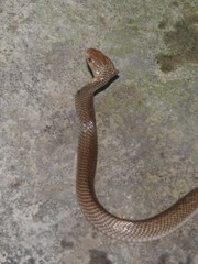 Naja sputatrix