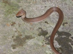 Naja sputatrix
