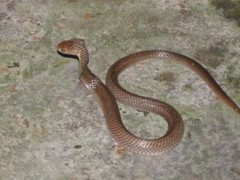 Naja sputatrix