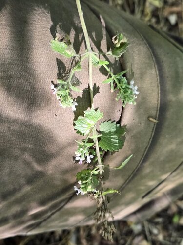 Catnip
