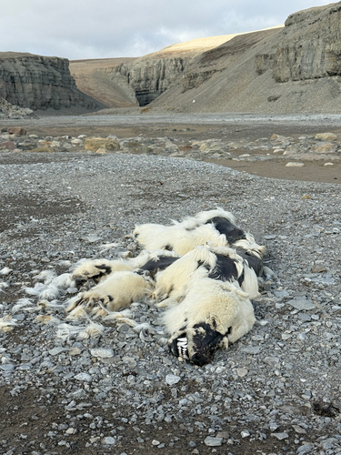 Black Bear sighting near Baffin