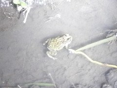 Duttaphrynus melanostictus