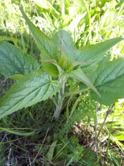 Campanula trachelium