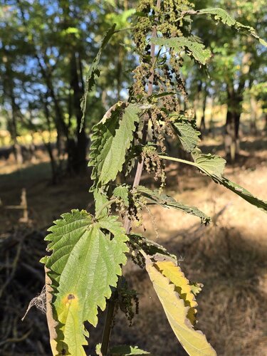great stinging nettle