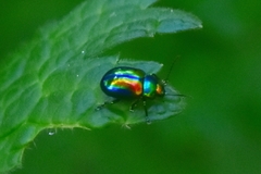 Chrysolina fastuosa