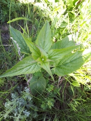 Campanula trachelium