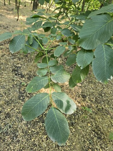 Persian walnut