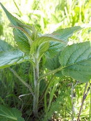 Campanula trachelium