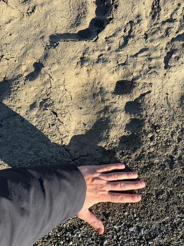 Black Bear sighting near Baffin