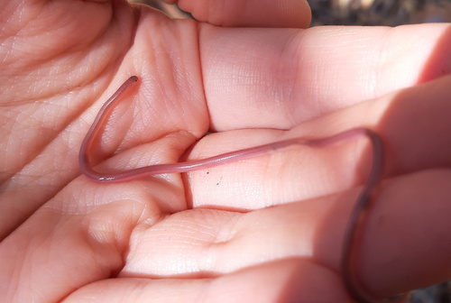 Long-tailed Thread Snake, Myriopholis longicauda