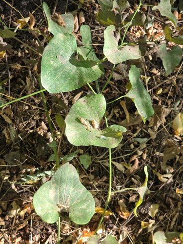 Birthwort