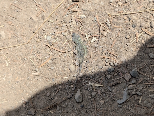 Western Fence Lizard seen in Sonoma Valley