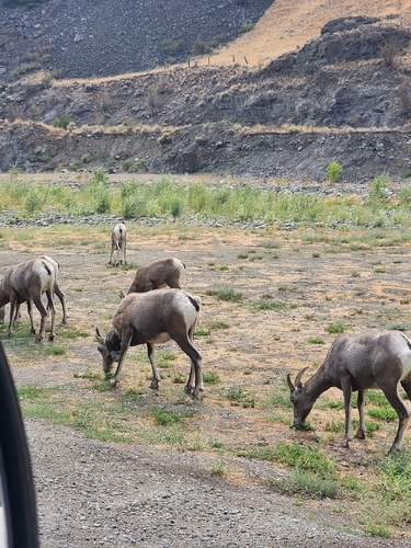 Rocky Mountain Bighorn Sheep
