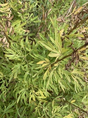 Heteromorpha involucrata