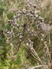Heteromorpha involucrata
