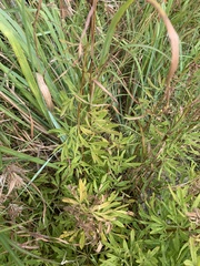 Heteromorpha involucrata