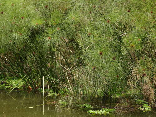 Cyperus papyrus, photograph 5