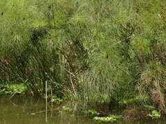 Cyperus papyrus, photograph (c) Sara Navarro, some rights reserved (CC BY)