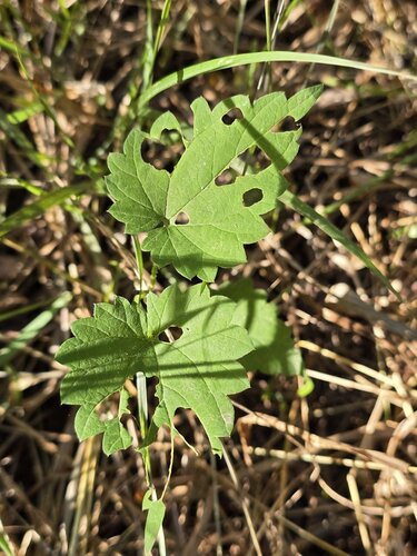 common hops