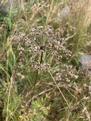 Heteromorpha involucrata