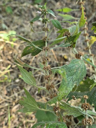 five-bladed motherwort