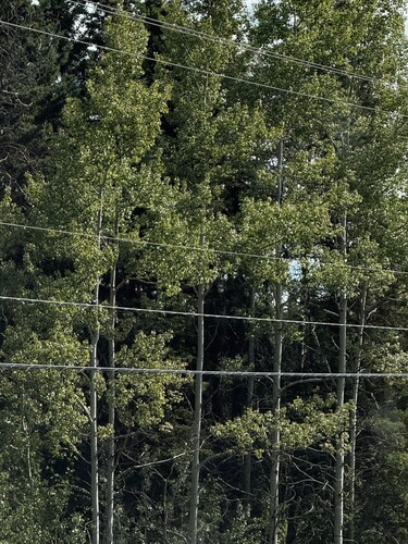 quaking aspen