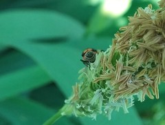 Malachius bipustulatus