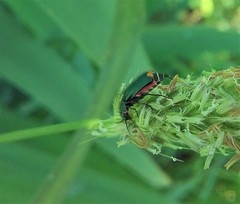 Malachius bipustulatus