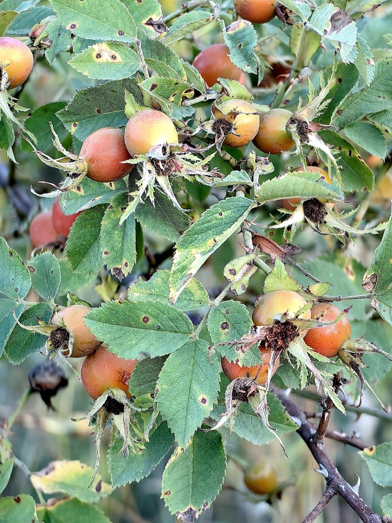 Rosa subpomifera