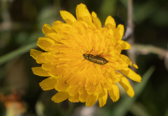 Psilothrix viridicoerulea