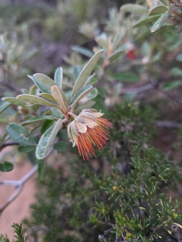 Diplolaena dampieri, photograph 1