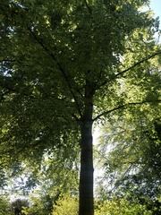 Fagus sylvatica