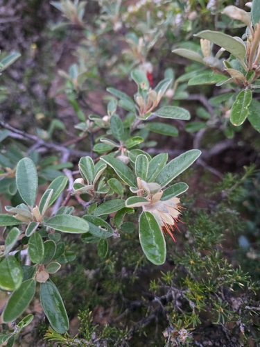 Diplolaena dampieri, photograph 2