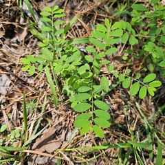 Phyllanthus caroliniensis, photograph (c) Christopher Evans, some rights reserved (CC BY)