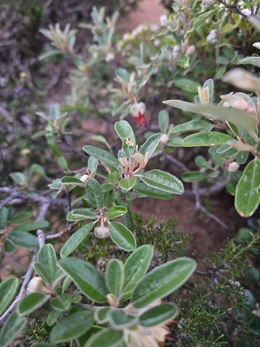 Diplolaena dampieri, photograph 3