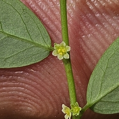 Phyllanthus caroliniensis, photograph (c) Christopher Evans, some rights reserved (CC BY)