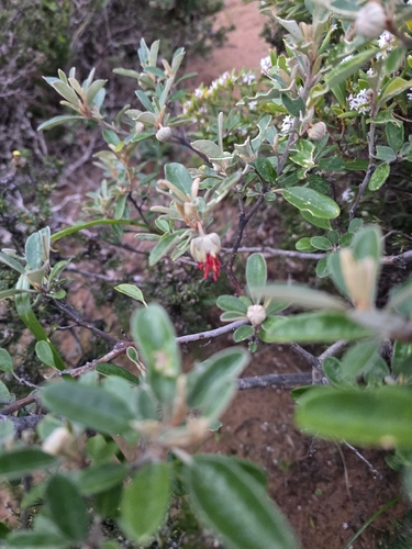 Diplolaena dampieri, photograph 4