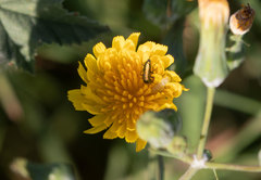 Psilothrix viridicoerulea